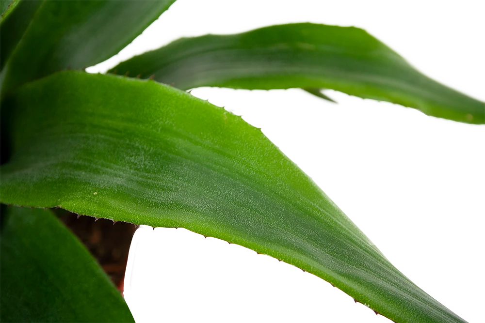 Aechmea Blue Rain - Kokerbromelia - P12 H55 - Roze-Paars - Kamerplant - Afbeelding 2