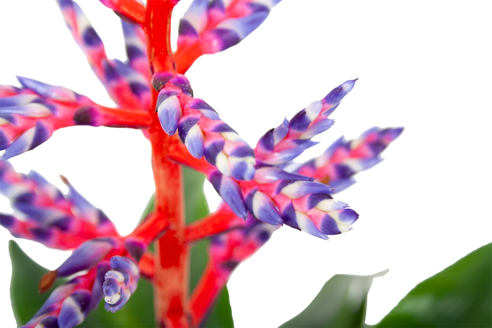 Aechmea Blue Rain - Kokerbromelia - P12 H55 - Roze-Paars - Kamerplant - Afbeelding 3