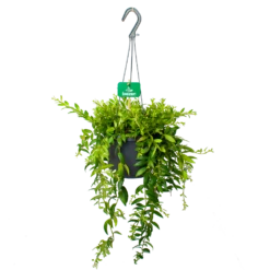 Aeschynanthus Japhrolepis - Lipstickplant - In Hangpot - P17 H50 - Kamerplant