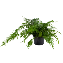 Aglaomorpha Jim - P37 H75 - Kamerplant