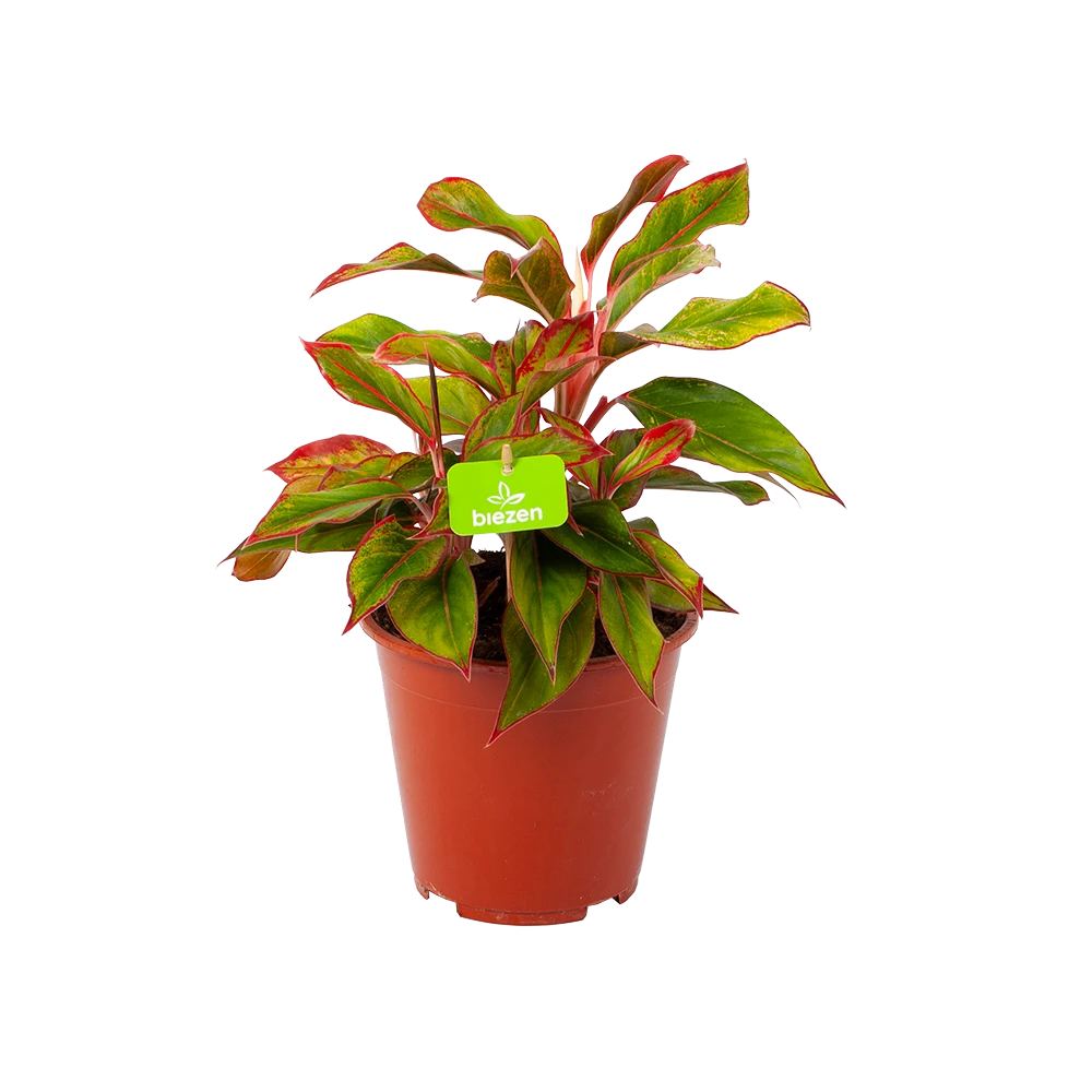 Aglaonema Light Star - P19 H35 - Kamerplant