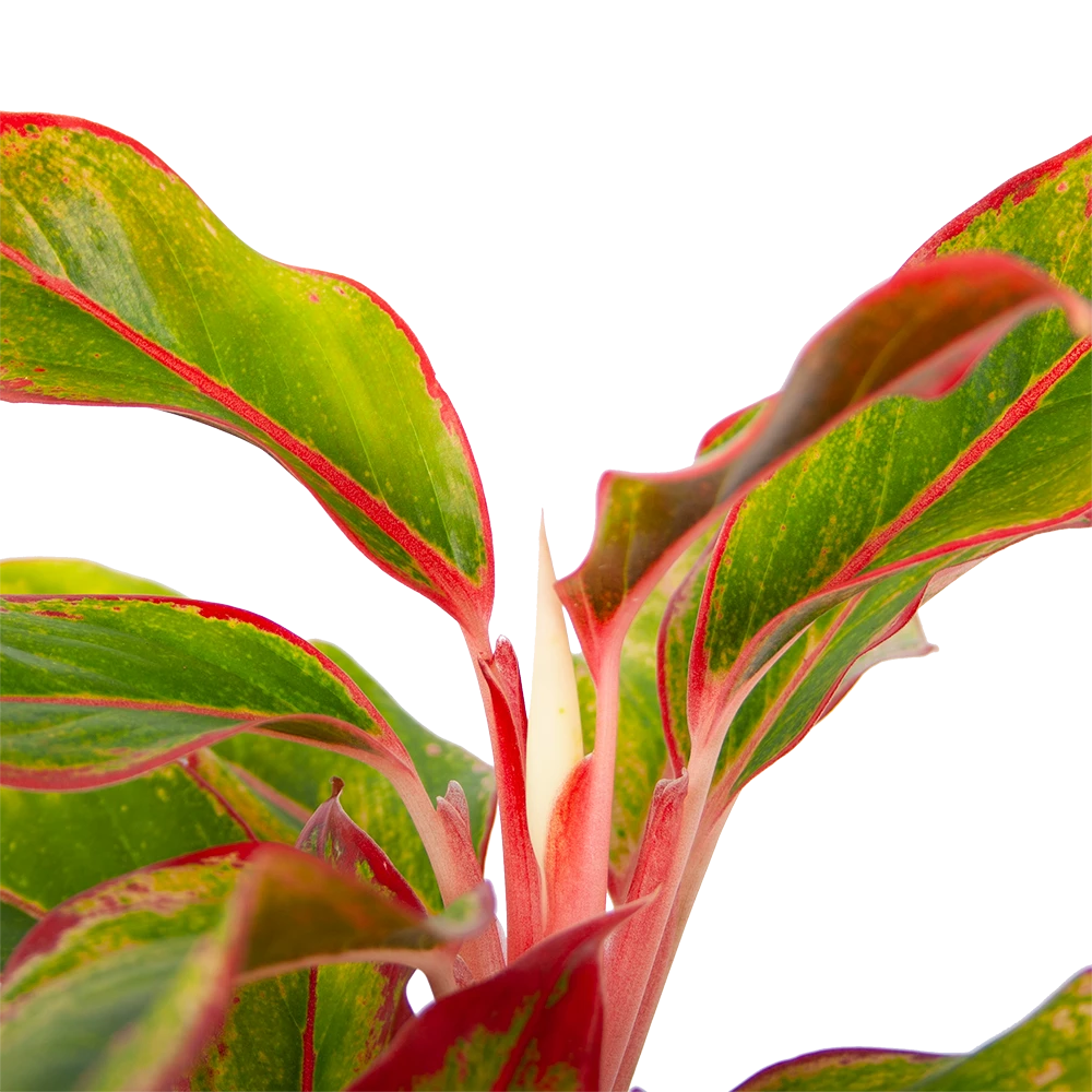 Aglaonema Light Star - P19 H35 - Kamerplant - Afbeelding 3