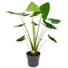 Alocasia Zebrina - Olifantsoor - P32 H120 - Kamerplant