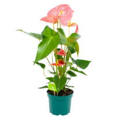 Anthurium Andreanum - Flamingoplant - P17 H70 Roze - Kamerplant