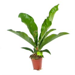 Anthurium Brownii Arrow - P15 H60 - Kamerplant