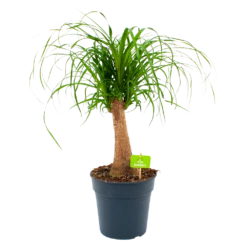 Beaucarnea Recurvata - Op Stam - Olifantenpoot - P21 H60 - Kamerplant