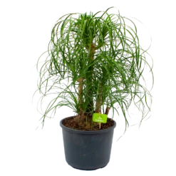 Beaucarnea Recurvata - Vertakt - Olifantenpoot - P26 H70 - Kamerplant
