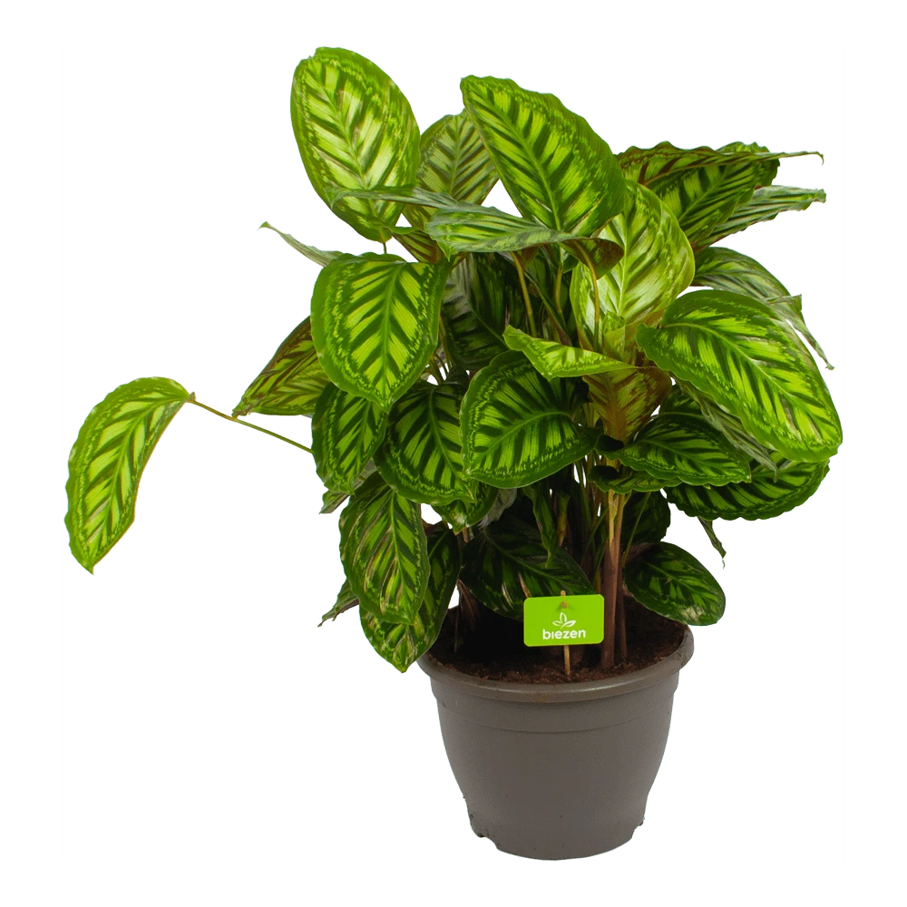 Calathea Flamestar - Schaduwplant - P32 H80 - Kamerplant