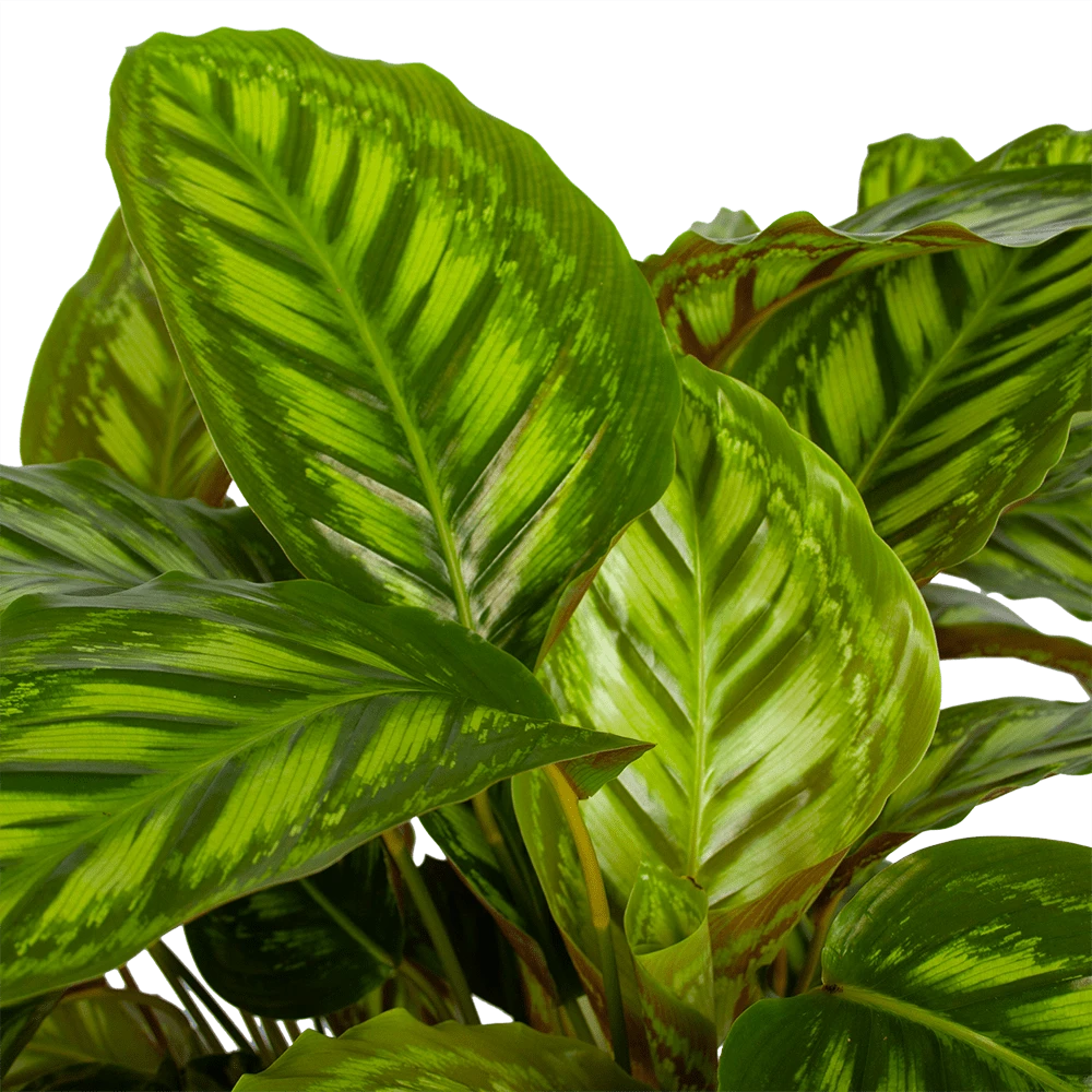 Calathea Flamestar - Schaduwplant - P32 H80 - Kamerplant - Afbeelding 2