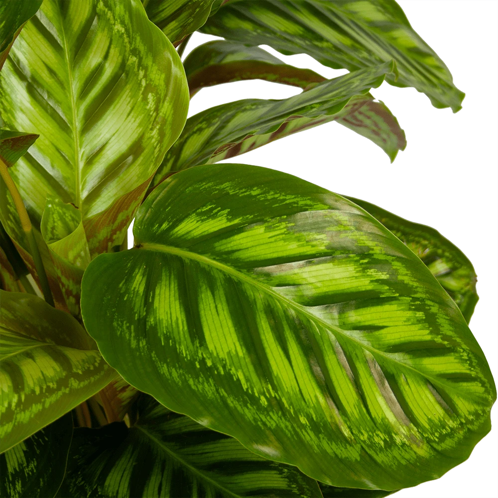 Calathea Flamestar - Schaduwplant - P32 H80 - Kamerplant - Afbeelding 3