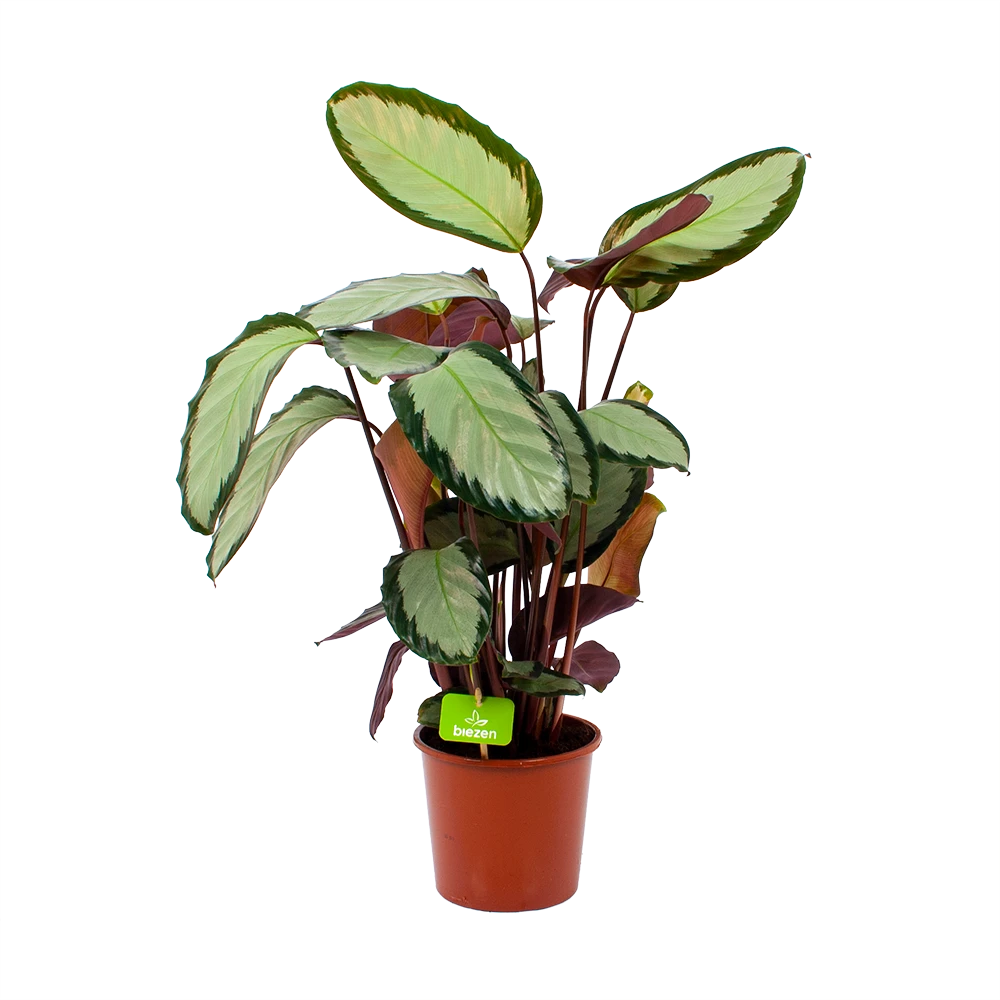 Calathea Picturata - Livingplant - P17 H65 - Kamerplant