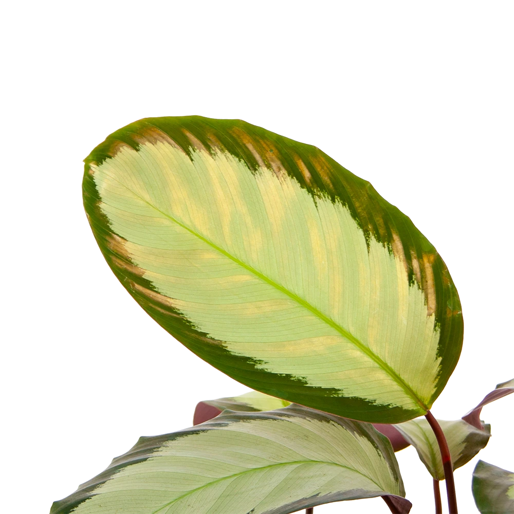 Calathea Picturata - Livingplant - P17 H65 - Kamerplant - Afbeelding 2
