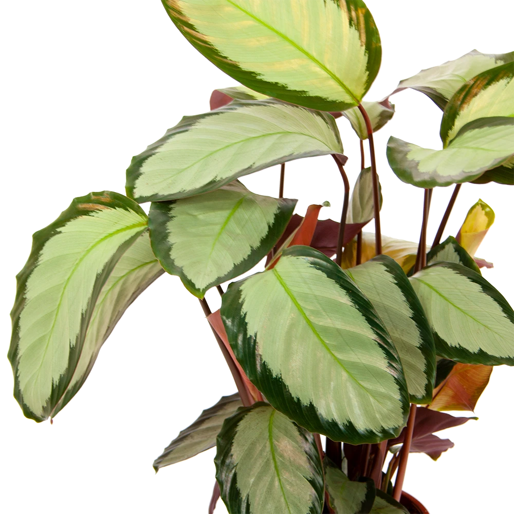 Calathea Picturata - Livingplant - P17 H65 - Kamerplant - Afbeelding 3