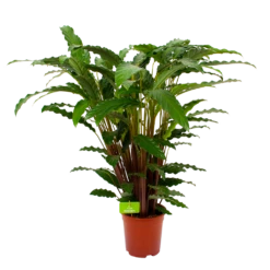 Calathea Rufibarba Bluegrass - Schaduwplant - P21 H85 - Kamerplant