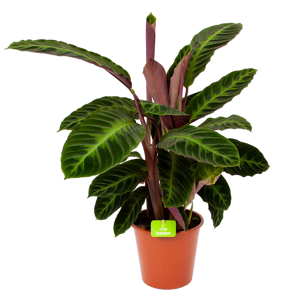 Calathea Warcewiczii - Livingplant - P19 H75 - Kamerplant