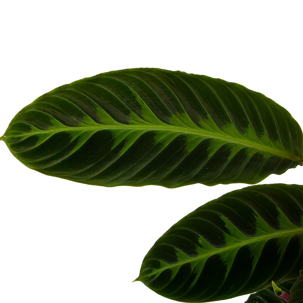 Calathea Warcewiczii - Livingplant - P19 H75 - Kamerplant - Afbeelding 3