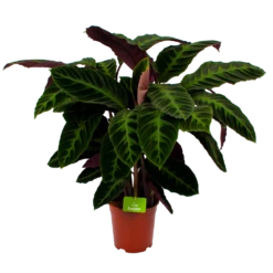 Calathea Warcewiczii - Livingplant - P21 H90 - Kamerplant
