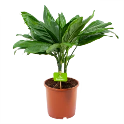 Chamaedorea Metallica Bergpalm - P17 H50 - Kamerplant