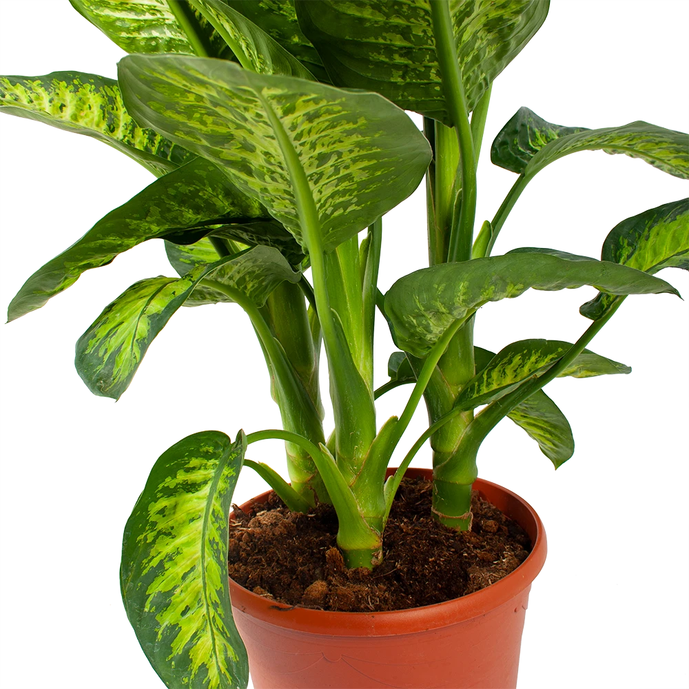 Dieffenbacia Seguine Lemon Tropic - P35 H120 - Kamerplant - Afbeelding 2