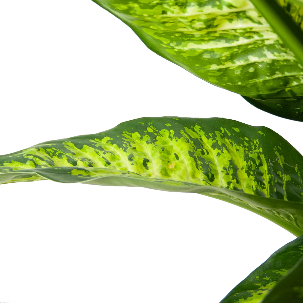 Dieffenbacia Seguine Lemon Tropic - P35 H120 - Kamerplant - Afbeelding 3