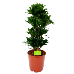 Dracaena Compacta - Vertakt - Drakenbloedboom - P27 H100 - Kamerplant