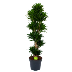 Dracaena Compacta - Vertakt - Drakenbloedboom - P34 H170 - Kamerplant