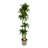 Dracaena Dorado - Op Stam - Drakenbloedboom - P27 H180 - Kamerplant