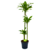 Dracaena Golden Coast - Op Stam - Drakenbloedboom - P24 H150 - Kamerplant