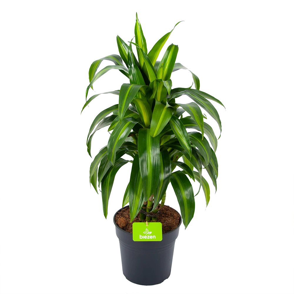 Dracaena Hawaiiana kamerplant