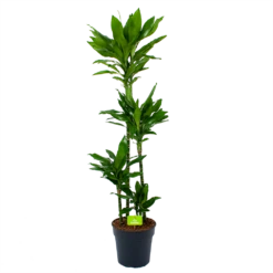 Dracaena Janet Lind - Op Stam - Drakenbloedboom - P27 H150 - Kamerplant