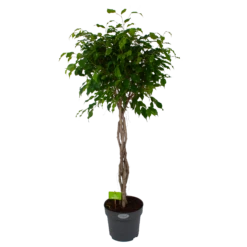 Ficus Benjamina Exotica Op Gevlochten Stam - Treurvijg - P27 H140 - Kamerplant