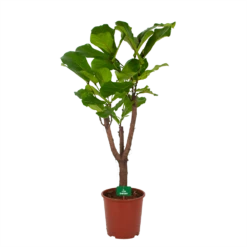 Ficus Lyrata Vertakt - Tabaksplant - P27 H140 - Kamerplant