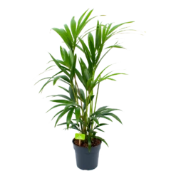 Kentiapalm - Howea Forsteriana - P19 H90 - Kamerplant