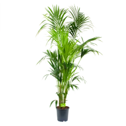 Kentiapalm - Howea Forsteriana - P24 H200 - Kamerplant