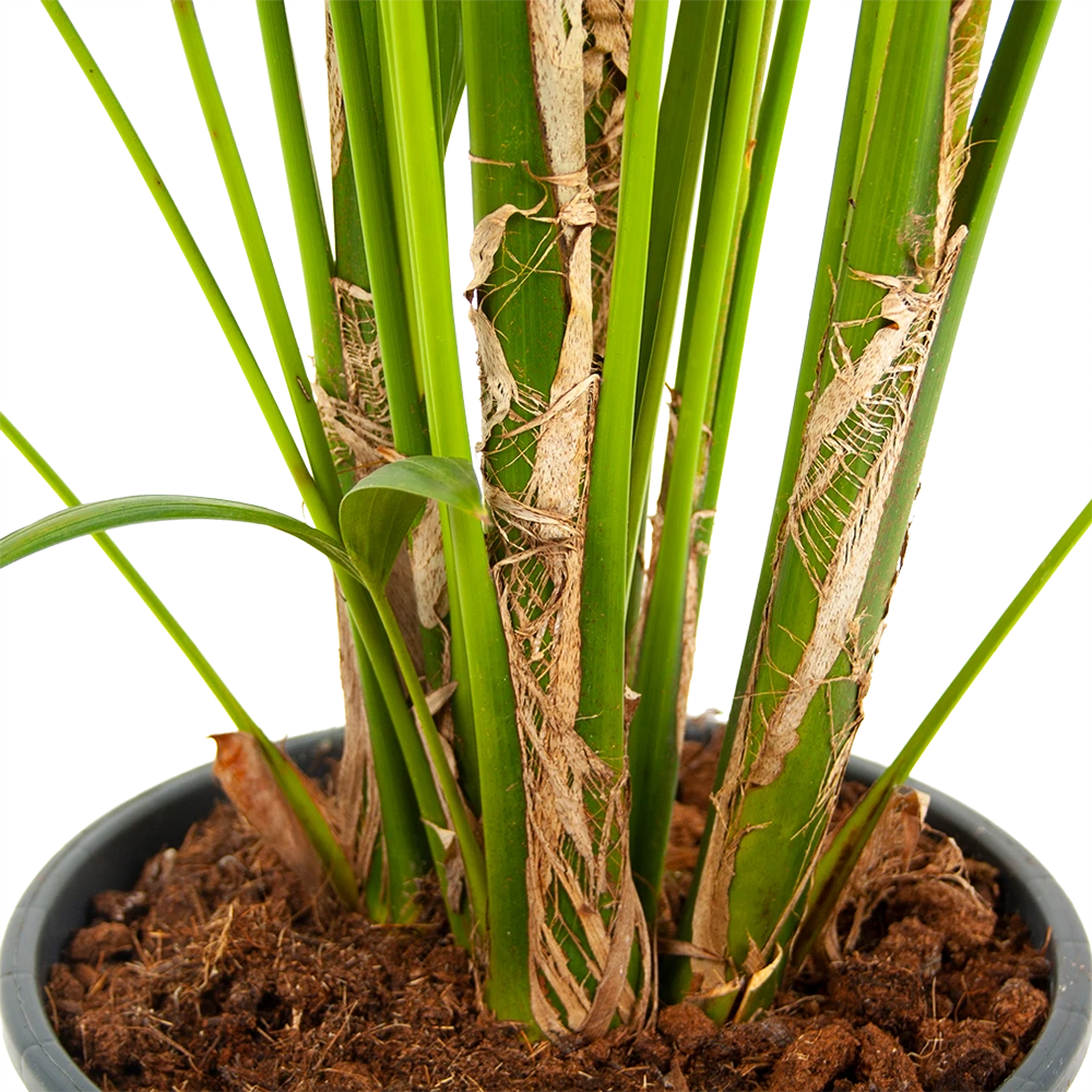Kentiapalm - Howea Forsteriana - P24 H200 - Kamerplant - Afbeelding 2