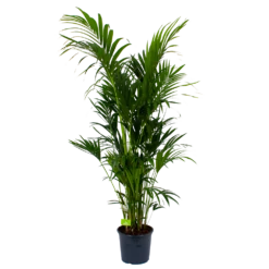 Kentiapalm - Howea Forsteriana - P32 H200 - Kamerplant