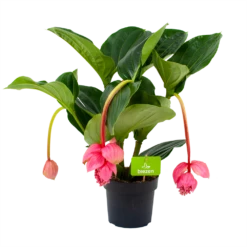 Medinella Magnifica - Trosbloem - P17 H60 - Kamerplant