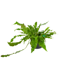 Microsorum Crocodyllus - Krokodillenvaren - P37 H85 - Kamerplant