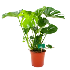 Monstera Deliciosa - Gatenplant - P21 H75 - Kamerplant
