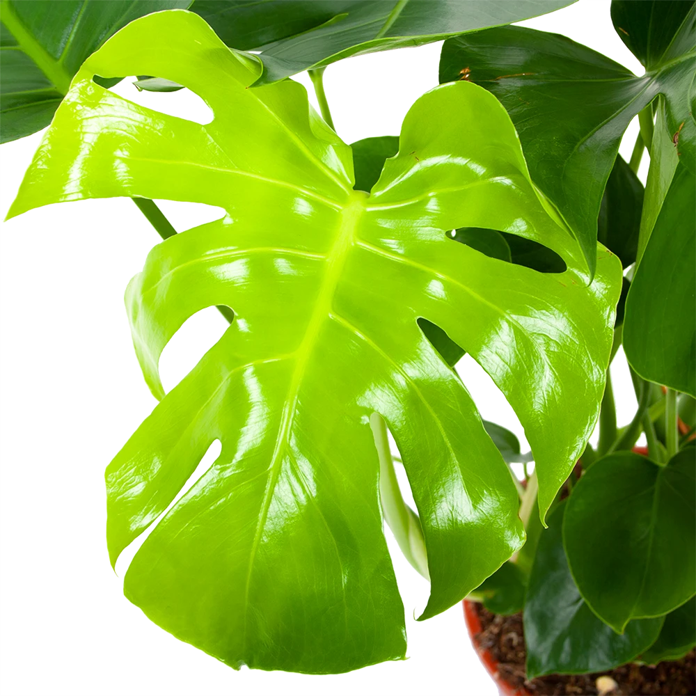 Monstera Deliciosa - Gatenplant - P21 H75 - Kamerplant - Afbeelding 2