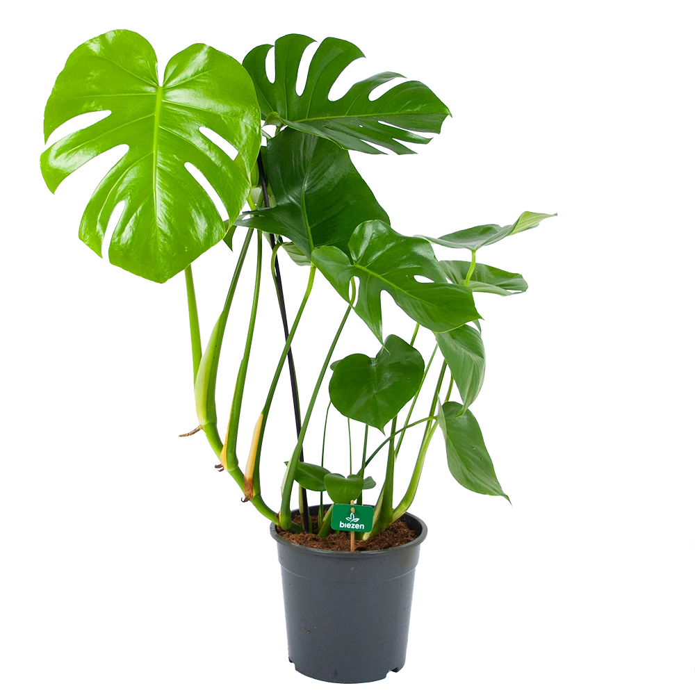 Monstera Deliciosa - Gatenplant - P24 H100 - Kamerplant