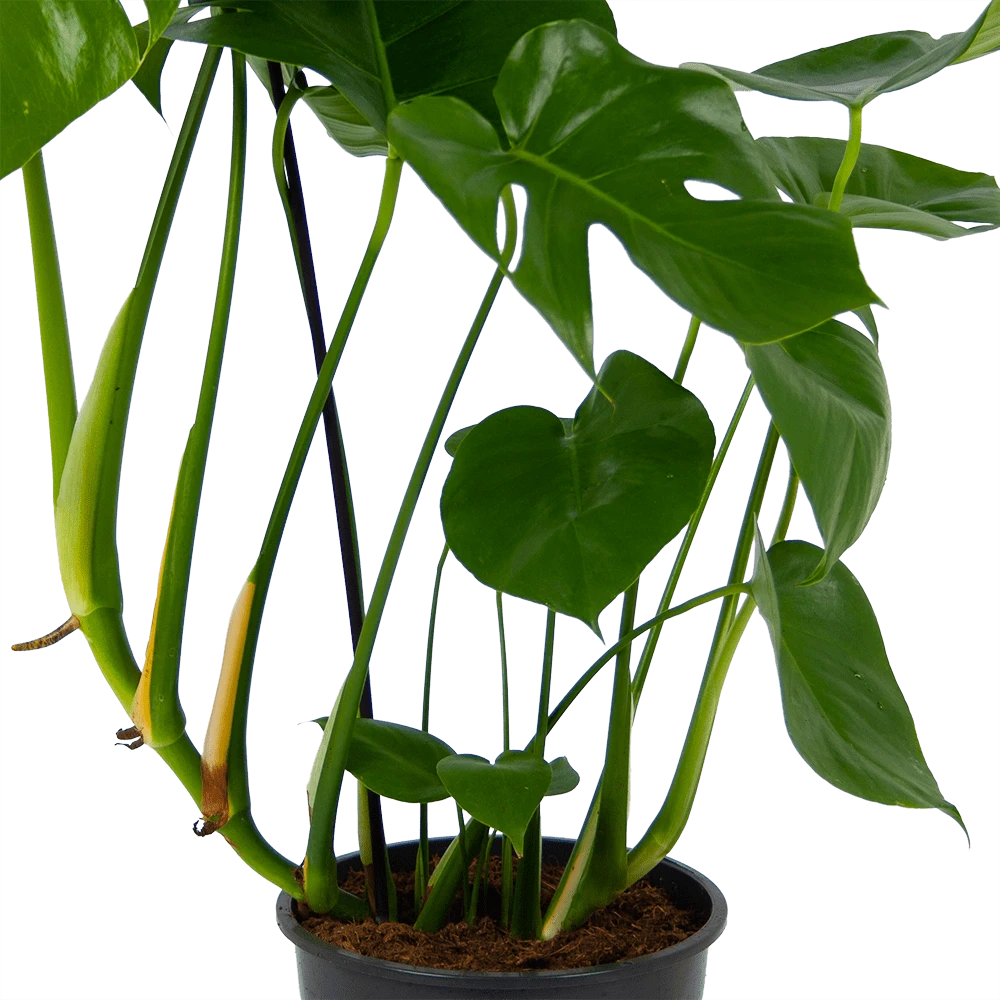 Monstera Deliciosa - Gatenplant - P24 H100 - Kamerplant - Afbeelding 2