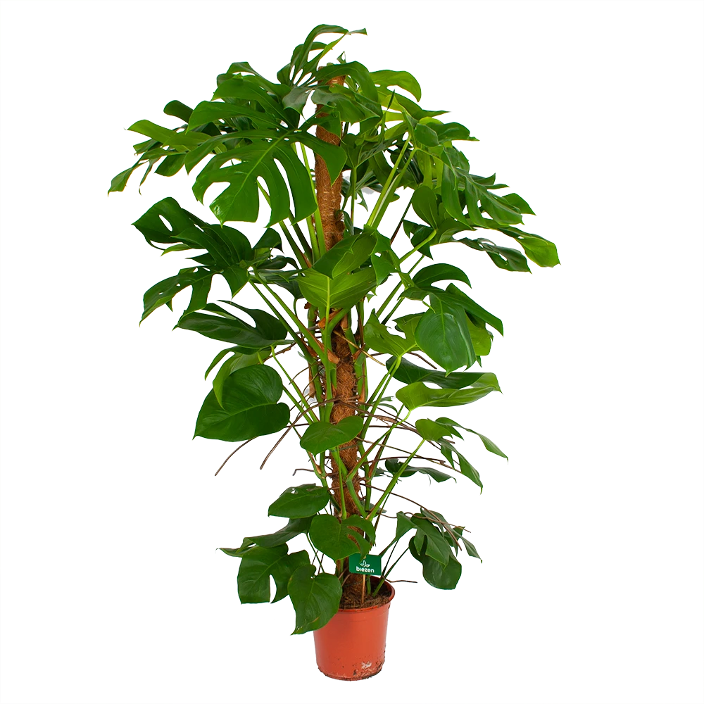 Monstera Deliciosa Op Mosstok - Gatenplant - P24 H150 - Kamerplant - Afbeelding 2