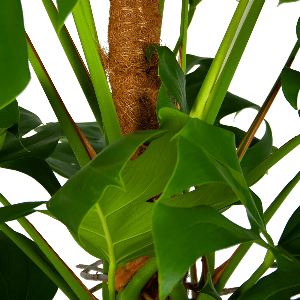 Monstera Deliciosa Op Mosstok - Gatenplant - P24 H150 - Kamerplant - Afbeelding 4