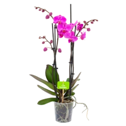 4 Taks Phalaenopsis Evolution - Vlinderorchidee - P12 H60 - Kamerplant