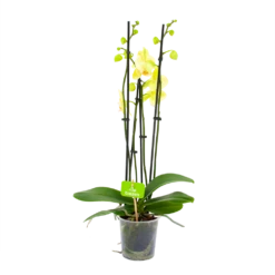 4 Taks Phalaenopsis Volterra - Vlinderorchidee - P12 H60 - Kamerplant