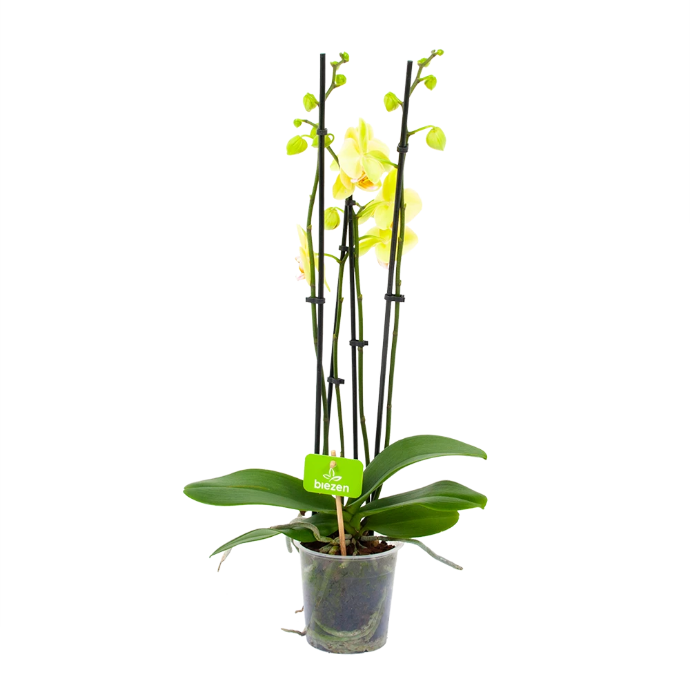 4 Taks Phalaenopsis Volterra - Vlinderorchidee - P12 H60 - Kamerplant
