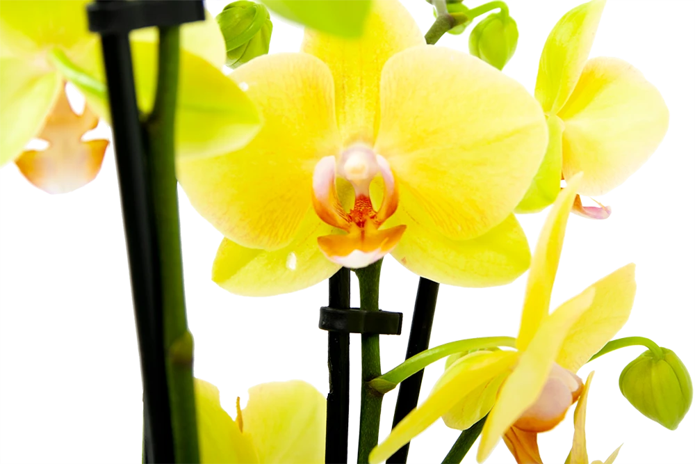 4 Taks Phalaenopsis Volterra - Vlinderorchidee - P12 H60 - Kamerplant - Afbeelding 2