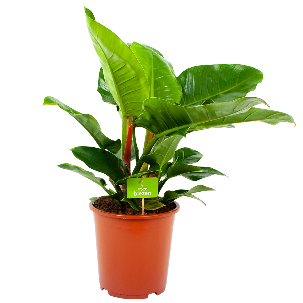 Philodendron Imperial Green