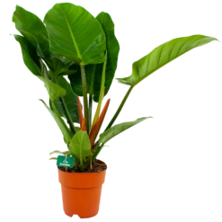 Philodendron Imperial Green - P19 H80 - Kamerplant